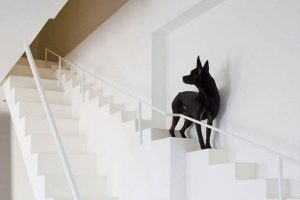 وقتی که سگ ها پله مخصوص دارند !