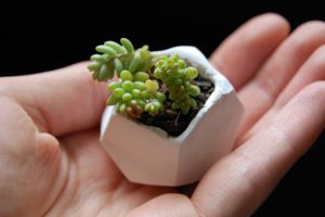 25 نمونه گیاهان گلخانه‌ای خلاقانه DIY